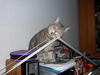 Name: P1140451.jpg
Views: 187
Size: 83.6 KB
Description: BangBang (Big Stick) discovers desk lamp has a strong metallic taste...