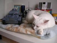 Name: DSCN0087.jpg
Views: 177
Size: 73.1 KB
Description: Baimao (White Cat) guarding the motor pool.