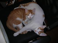 Name: Chester & Patches.jpg
Views: 118
Size: 60.4 KB
Description: Blood brothers at 6 months.  Baimao had a litter in November & we kept the teenagers, Chester & Patches.