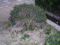 Name: Cushion.jpg
Views: 137
Size: 157.3 KB
Description: As they say, "a little cushion is good for the..."