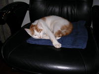 Name: Recuperation.jpg
Views: 143
Size: 49.4 KB
Description: Patches recuperating on a quiet Sunday afternoon.  He never climbed on anything higher than a chair afterwards.