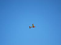 Name: Senator_Flying_1.jpg
Views: 28
Size: 46.0 KB
Description: Gliding