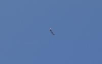 Name: RED BULL 5.jpg
Views: 129
Size: 30.1 KB
Description: She is a great flyer!