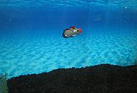 Name: P2182069s.jpg
Views: 142
Size: 191.2 KB
Description: 