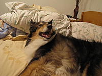 Name: grin at a breeze!.jpg
Views: 69
Size: 177.5 KB
Description: inside of her right leg shows other side tooth marks