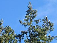Name: Eagles closeup.jpg
Views: 81
Size: 187.6 KB
Description: 