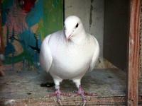 Name: White racing Pidgeon.jpg
Views: 111
Size: 39.9 KB
Description: Okay! I want you to teach my P1 what you know, get it..