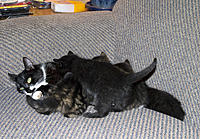 Name: CRW_0057.jpg
Views: 55
Size: 187.5 KB
Description: Sassy and babies have found my spot on the sofa. This is where I have been finding them for the last three days when I get home for work.