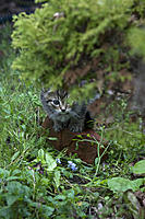 Name: CRW_0165.jpg
Views: 40
Size: 132.0 KB
Description: I is wild kitty !