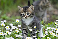 Name: CRW_0173.jpg
Views: 38
Size: 230.4 KB
Description: Is there anything cuter than kittens in flowers?