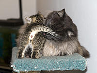 Name: CRW_0245.jpg
Views: 39
Size: 236.0 KB
Description: Uncle Logan cleaning up a kitten.