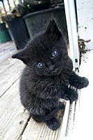 Name: CRW_9830.jpg
Views: 48
Size: 213.1 KB
Description: Sam