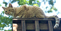 Name: CRW_1014a.jpg
Views: 58
Size: 170.2 KB
Description: Mica on the deck.