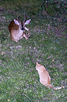 Name: CRW_1019.jpg
Views: 69
Size: 208.8 KB
Description: Mica sent to retrieve dinner