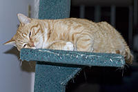 Name: CRW_1038.jpg
Views: 53
Size: 220.9 KB
Description: Pretending to sleep
