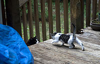 Name: CRW_1378.jpg
Views: 43
Size: 238.1 KB
Description: Will you playz wiff me?