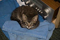 Name: IMG_0027.jpg
Views: 24
Size: 151.8 KB
Description: Micheal de Paws not feeling himself.