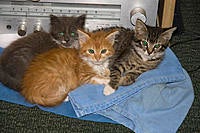 Name: IMG_0028.jpg
Views: 27
Size: 282.1 KB
Description: Jazz Cats love da jazz