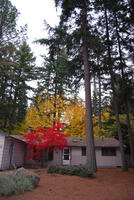 Name: DSC_0456.jpg
Views: 358
Size: 157.3 KB
Description: tall trees