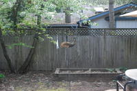Name: DSC_1292.jpg
Views: 254
Size: 115.6 KB
Description: 