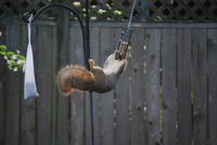 Name: DSC_1297.jpg
Views: 285
Size: 51.9 KB
Description: 