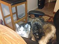 Name: 1113121817.jpg
Views: 42
Size: 167.0 KB
Description: Sleeping on the big guy is such fun