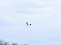 flying7.jpg