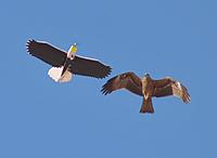Name: depron eagl11.jpg
Views: 454
Size: 139.2 KB
Description: 