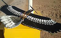 Name: depron eagle.jpg
Views: 458
Size: 220.2 KB
Description: 