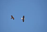 Name: DSC_0363.jpg
Views: 194
Size: 22.2 KB
Description: 