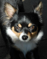 Name: Jan 08 mug shot.jpg
Views: 132
Size: 108.9 KB
Description: boat buddy...