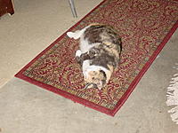 Name: Lucy Resting                      July 13, 2012.jpg
Views: 121
Size: 228.7 KB
Description: 