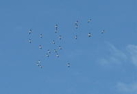 Name: White Pelicans - 8-08, migrating, Missouri River, SD.jpg
Views: 687
Size: 21.1 KB
Description: 