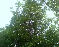 Name: 0616121503a.jpg
Views: 141
Size: 210.3 KB
Description: Lars in the tree top with my Gulf Coaster about to be lowered.