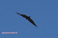 Name: IMGP3370A.jpg
Views: 16
Size: 69.9 KB
Description: Tailless raven