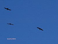 Name: IMGP3388A.jpg
Views: 14
Size: 236.0 KB
Description: Thermalling with other ravens.
