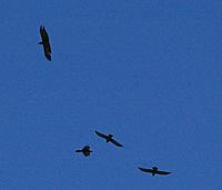 Name: IMGP3391A.jpg
Views: 14
Size: 135.3 KB
Description: 