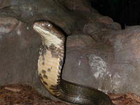 Name: DSCN2140.jpg
Views: 91
Size: 82.7 KB
Description: When that Kink Cobra sits still I swear it's wax.