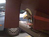 Name: 5 inch prop.jpg
Views: 187
Size: 112.0 KB
Description: This is how she loads in the back of the Blazer.