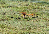 Name: DSC_0307.jpg
Views: 47
Size: 296.5 KB
Description: 