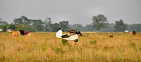 Name: DSC_0205.JPG
Views: 52
Size: 289.3 KB
Description: 