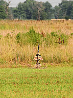 Name: DSC_0945.jpg
Views: 46
Size: 283.2 KB
Description: Tom Blakeney's '90s Mig-21 boost glider.
