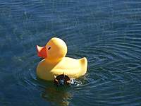 Name: JD800089 [800x600].jpg
Views: 363
Size: 82.3 KB
Description: That's Cute ! !