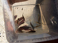 Name: res001.jpg
Views: 72
Size: 65.8 KB
Description: 