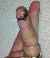 Name: finger.jpg
Views: 21
Size: 39.5 KB
Description: Be careful out there!