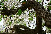 Name: 58540003.jpg
Views: 21
Size: 218.7 KB
Description: White petals everywhere!