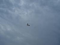 Name: EY00.jpg
Views: 78
Size: 38.7 KB
Description: 