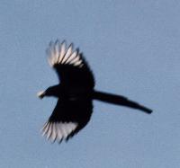 Name: Yellow Billed Magpie Flight 3.jpg
Views: 2907
Size: 4.0 KB
Description: The inspiration: The Yellow-Billed Magpie