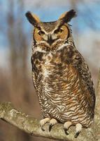Name: horned owl.jpg
Views: 404
Size: 53.7 KB
Description: 
