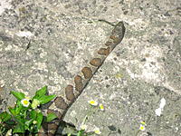 Name: IMG_7148.jpg
Views: 58
Size: 312.6 KB
Description: He was pretty relaxed and unagitated by people.  Turns out to be a Lake Erie Water Snake.  Note the Non-Triangular (Viper Head).